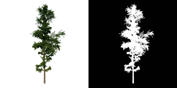 Ön görünüm ağacı Gingkgo Biloba ağacı 3 beyaz arkaplan alfa png 3D Hazırlama 3D İlustrakion