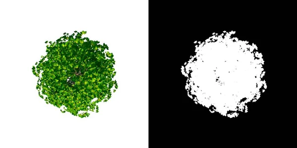 植物のトップビュー銀杏Biloba 3Dレンダリングで作られたカットアウトするアルファチャンネル付きツリーPng — ストック写真
