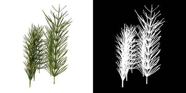 植物草ハーブ芝生の枝の正面図1 3Dレンダリングで作られた切り取るためのアルファチャンネル付きツリーPng — ストック写真