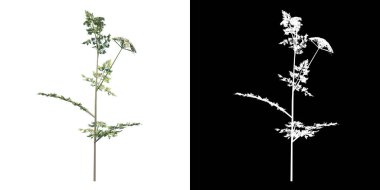 Plant Daucus Carota 1 Ağaç png ön görünümü alfa kanalı ile 3D görüntüleme