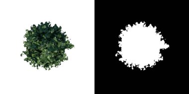 Bitki Ejderhası Leydi Holly 'nin üst görüntüsü - 3 boyutlu görüntüleme için alfa kanalı ile 1 Ağaç png