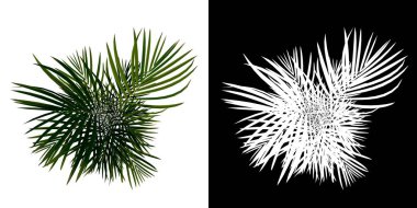 Üst görünüm Altın baston Dypsis lutescens 1 Çiçek Ağacı png beyaz arkaplan alfa 3D Yapılandırma 3D Ilustracion