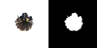 Üst Manzara Bitki Himalaya tilki kuyruklu zambak Eremurus himalaicus 2 Ağaç png beyaz zemin alfa 3D İlustracio