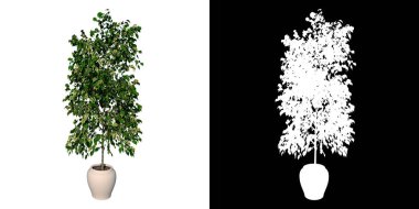 Bitki Çiçeği Saksısı 'nın ön görüntüsü Ficus Hughina 3 Ağaç Arkaplanı 3 Boyutlu İlustrakion 3D