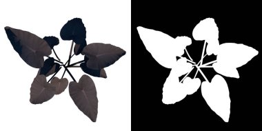 Santralin üst görünümü (Yüzü Kızaran filodendron) Ağaç png ve alfa kanalı 3D görüntüleme ile kesilir