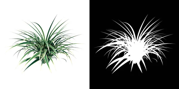 植物のフロントビュー Dianella Tasmanica 3Dレンダリングで作られたカットアウトするアルファチャンネルとツリーのPng — ストック写真