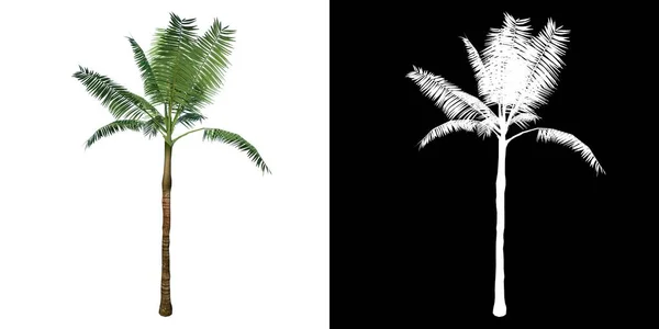 Вид Спереди Альбом Plant Dictyosperma Hurricane Palm Tree Png Альфа — стоковое фото