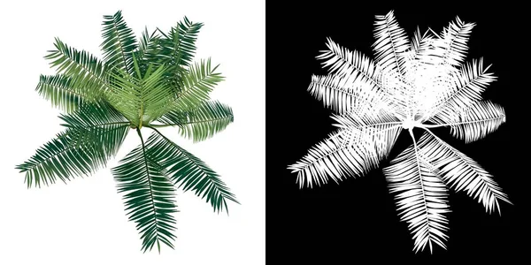 Вид Сверху Альбом Plant Dictyosperma Hurricane Palm Tree Png Альфа — стоковое фото
