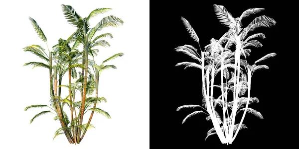 植物診断ルテセンスのフロントビュー アレカ パーム1 3Dレンダリングで作られた切り抜き用アルファチャンネル付きツリーPng — ストック写真