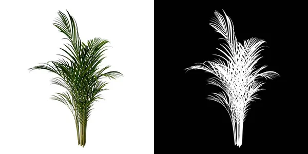 Vista Frontal Planta Palmeira Dourada Dypsis Lutescens Flower Tree Png — Fotografia de Stock