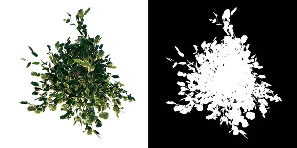 Plant Flowerpot Tetejére Néző Ficus Benjamina Fehér Háttér Renderelés Illusztráció — Stock Fotó