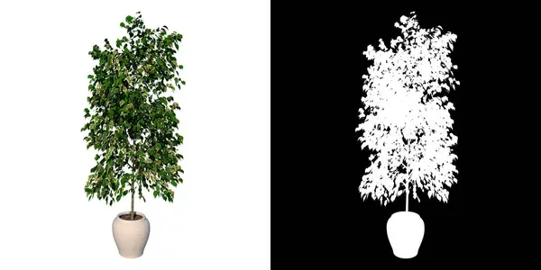 菊花3树白色背景3D渲染Ilustracion 3D植物花盆的前景 — 图库照片