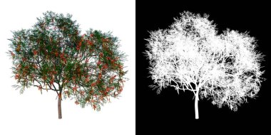 Ön manzara ağacı Flamboyant 1 beyaz arkaplan alfa png 3D Görüntü Görüntüleme 3D