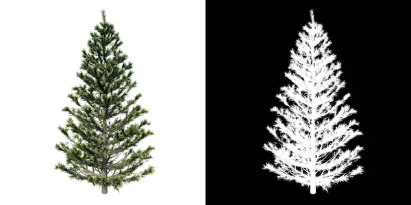 植物冷杉冷杉针叶树 1的正面视图 通道树桩到3D渲染剪枝 — 图库照片