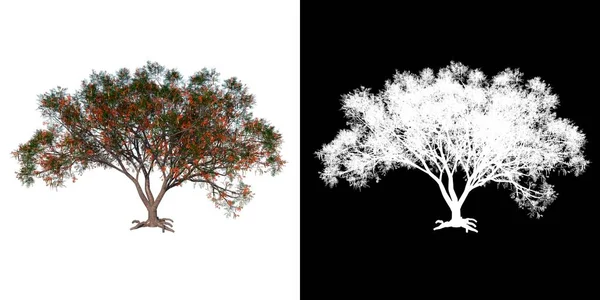 Дерево Переднього Виду Флембоянт Білий Фон Альфа Png Відтворення Ilustacion — стокове фото