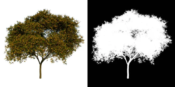 Etunäkymä Puu Keltainen Flamboyant Puu Valkoinen Tausta Alfa Png Rendering — kuvapankkivalokuva