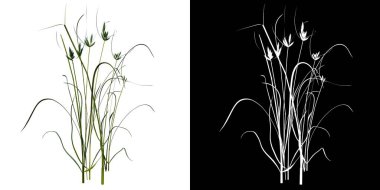 Bitki çimleri 2 Ağaç png ön görünümü alfa kanalı ile kesme 3B görüntüleme