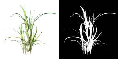 Bitki Uzunluğu Çim 1 Ağaç png ön görünümü alfa kanal ile kesim 3D görüntüleme