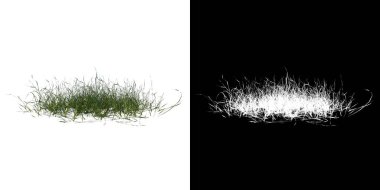 Plant Lawn Grass 1 Ağaç png ön görünümü alfa kanalı ile 3B görüntüleme