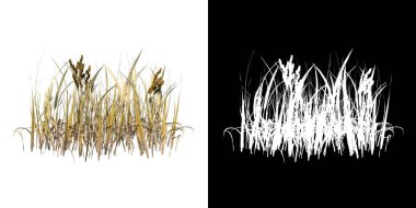 Bitki Kuru Çimen Thatch 1 Ağaç png öngörünümü alfa kanalı ile kesme 3D oluşturulmuş