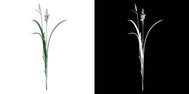 Plant Cyperaceae 'nin ön görünümü 3B görüntüleme ile kesilen alfa kanalı ile 1 Ağaç png sabitler