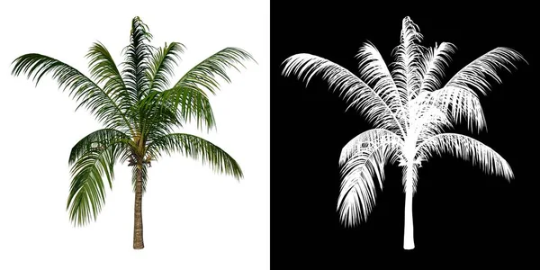 Дерево Переднего Вида Young Coconut Tree Palm Белый Фон Альфа — стоковое фото