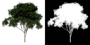 Ön görünüm ağacı genç maun Caoba 1 beyaz arkaplan alfa png 3D görüntüleme Ilustracion 3D