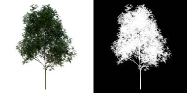 Ön görünüm ağacı genç maun Caoba 2 beyaz arkaplan alfa png 3D görüntüleme Ilustracion 3D