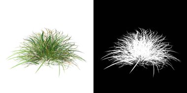 Bitki çimleri 2 Ağaç png ön görünümü alfa kanalı ile kesme 3B görüntüleme