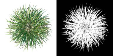 Bitki Çimeni 2 Ağaç png üst görünümü alfa kanalı ile 3 boyutlu görüntüleme ile kesme