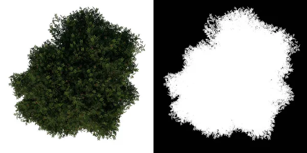 顶部视图树年轻红木Caoba 1白色背景Alpha Png 3D渲染Ilustracion — 图库照片