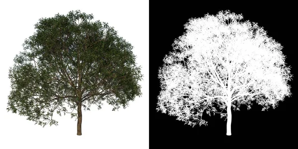 Baum Von Vorne Adoleszierendes Mahagoni Caoba Weißer Hintergrund Alpha Png — Stockfoto
