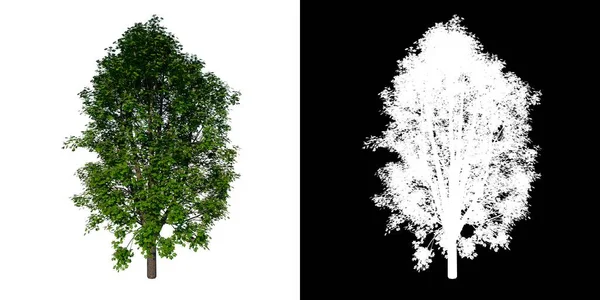 Baum Von Vorne Rosskastanie Weißer Hintergrund Alpha Png Rendering Ilustracion — Stockfoto
