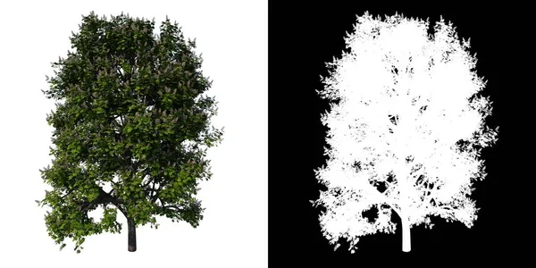 Baum Von Vorne Rosskastanie Weißer Hintergrund Alpha Png Rendering Ilustracion — Stockfoto