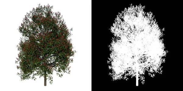 前视图树 青少年红马栗子1 白色背景Alpha Png 3D渲染Ilustracion — 图库照片