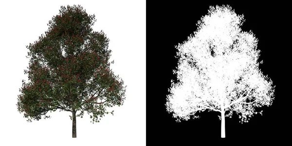 Vorderseite Baum Red Rosskastanie Weißer Hintergrund Alpha Png Rendering Ilustracion — Stockfoto