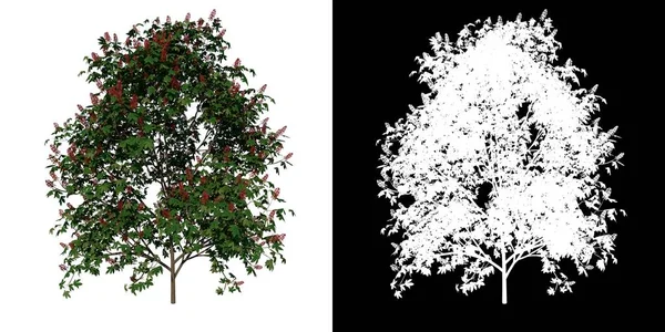フロントビューツリー ヤングホースチェストナット ホワイトバックグラウンドアルファPng 3Dレンダリングイラストレーション3D — ストック写真
