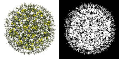 Bitki sarısı çiçeklerin üst görünümü Çim 3 Ağaç png alfa kanalı ile kesme 3D render