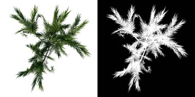 Üst görünüm ağacı (Kelebek Palmiye Ağacı 1) beyaz arkaplan alfa png 3D Rending 3D Ilustracion