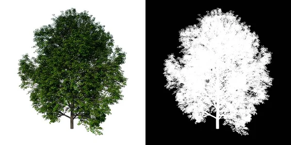 植物青春期哭泣挪威Spruce 3树Png Alpha Channel Cut Out Made 3D渲染的前景 — 图库照片