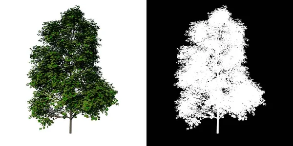 Baum Von Vorne Young Arce Saccharum Weißer Hintergrund Alpha Png — Stockfoto