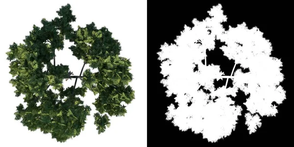 ツリーアサーパラメトリウムのトップビュー アルファチャンネル付き植物Png 3Dレンダリングで作られたカットアウト — ストック写真