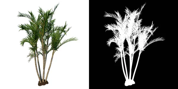 Дерево Вида Спереди Adolescent Bffly Palm Areca Tree Белый Фон — стоковое фото