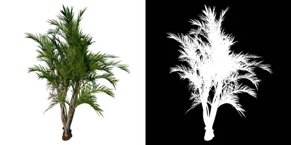 Elülső Nézet Serdülő Pillangó Palm Areca Fehér Háttér Alfa Png — Stock Fotó
