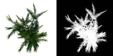 Üst görünüm ağacı (Kelebek Palmiye Ağacı 2) beyaz arkaplan alfa png 3D Rending 3D Ilustracion