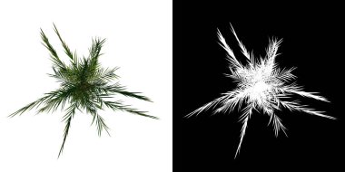 Üst Görünüm Ağacı (Young Butterfly Palm Areca 2) Beyaz arkaplan alfa png 3D Rending 3D Ilustracion