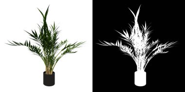 Areca Palmiye 2 arkaplan beyaz arkaplan 3D İlustrakion 3 boyutlu Çiçek Saksısı 'nın ön görünümü