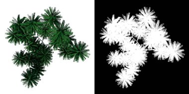 Bitki Averrhoa Bilibi salatalık ağacı 1 Ağaç png üst görünümü alfa kanalı ile kesme 3D render ile yapılır