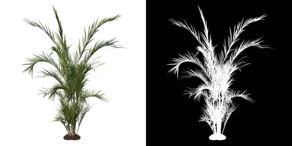 Elülső Nézet Fiatal Pillangó Palm Areca Fehér Háttér Alfa Png — Stock Fotó