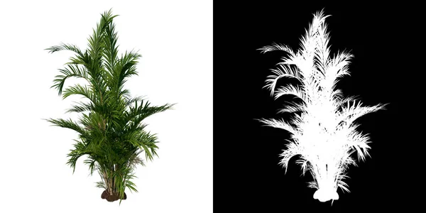 Vooraanzicht Boom Adolescent Butterfly Palm Areca Boom Witte Achtergrond Alfa — Stockfoto